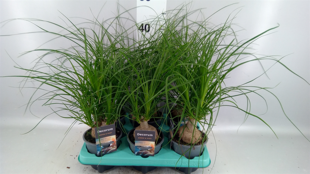 Nolina (BEAUCARNEA) 12Ø 30cm