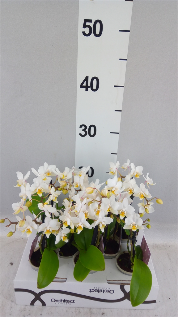 Phalaenopsis Mini 6Ø 17cm 2st