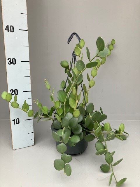 Succulenten Overig 14Ø