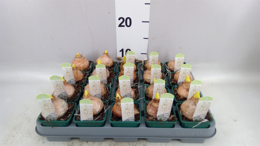 Hyacinthus White Pearl 7Ø 15cm 1pp