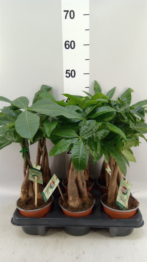 Pachira Aquatica 12Ø 45cm