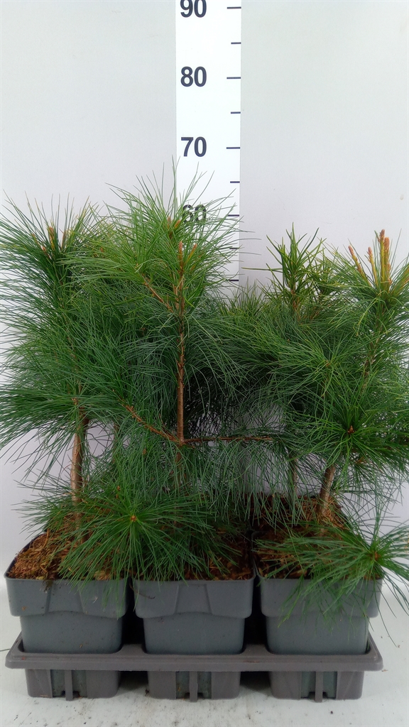 Pinus Strobus 17Ø 30cm