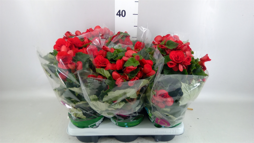 Begonia Double Baladin 13Ø 29cm