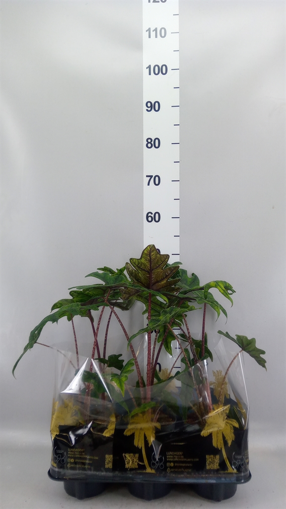 Alocasia Zebrina 12Ø 40cm