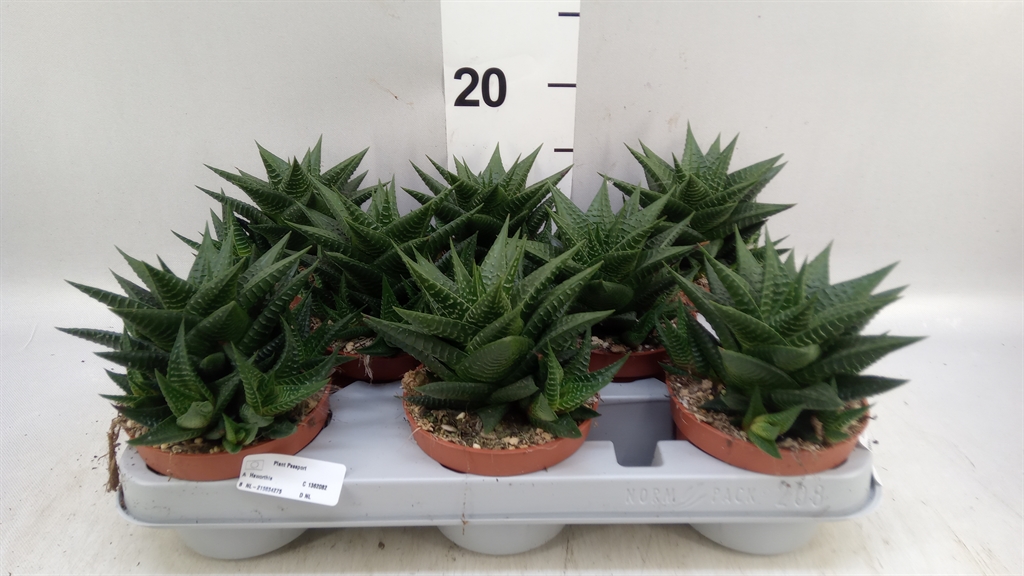 Haworthia Li