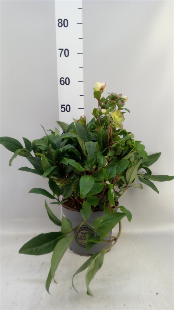 Helleborus Beauty Princess 21Ø 50cm