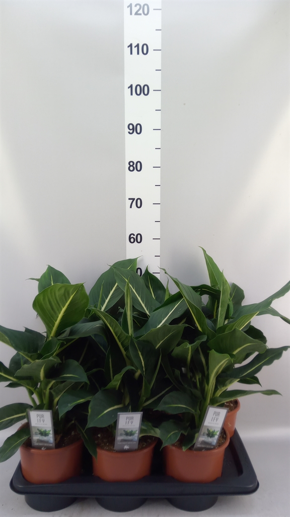 Dieffenbachia Green Magic 17Ø 55cm