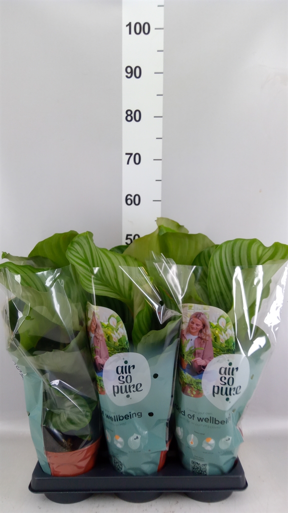 Calathea Orbifolia 14Ø 35cm