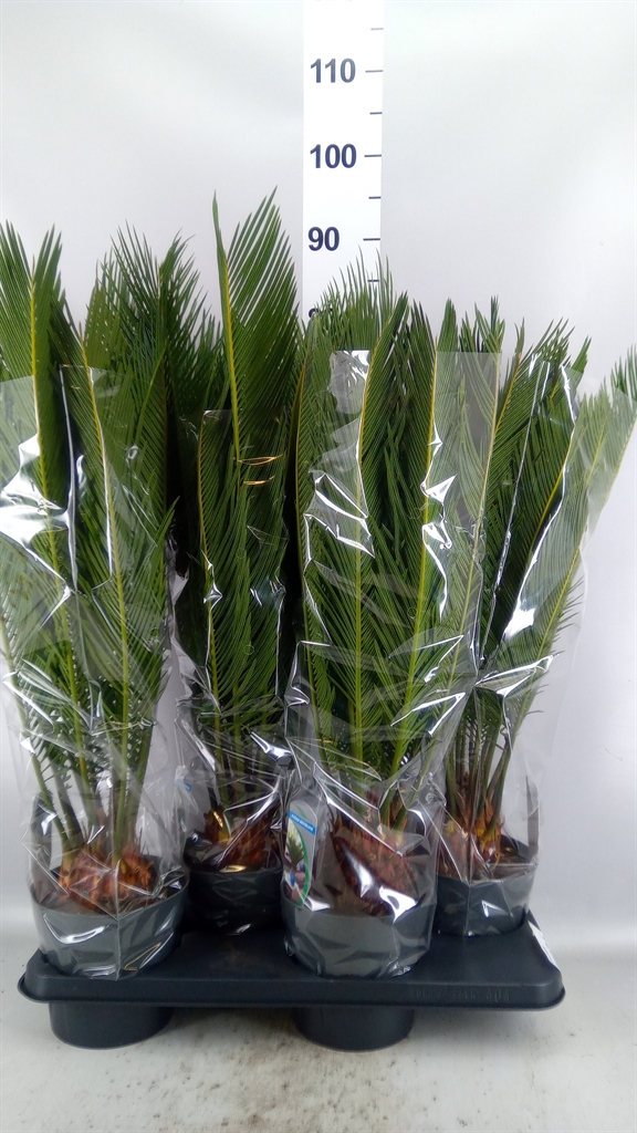 Cycas Revoluta 17Ø 65cm