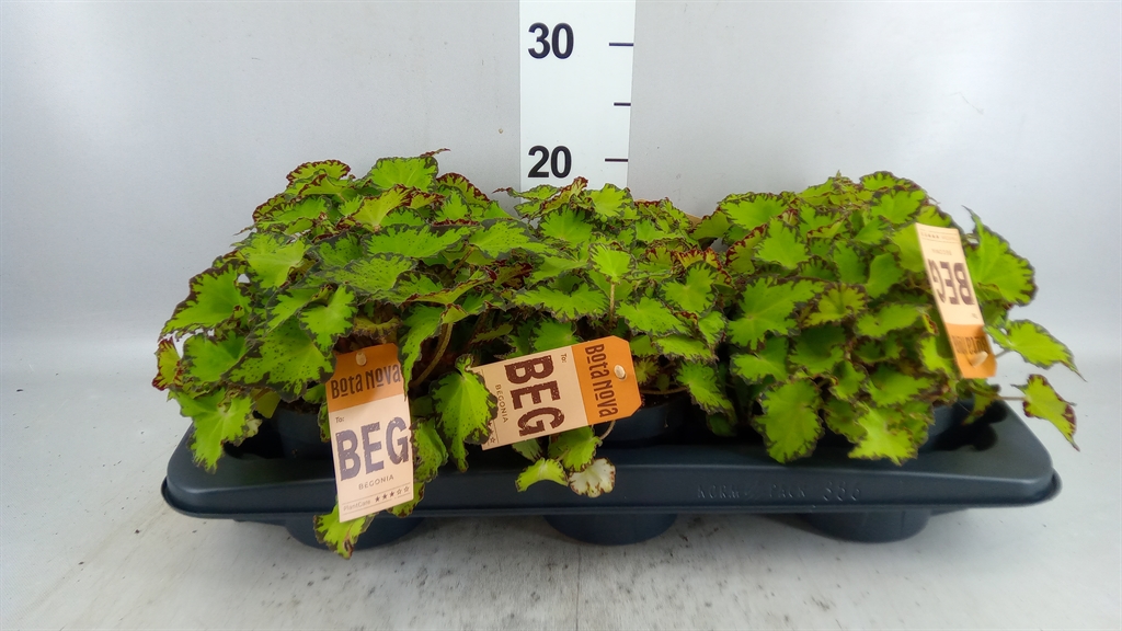 Begonia Leaf Magic Colours Jive 12Ø 25cm