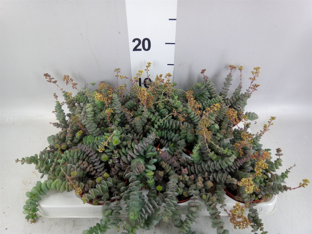 Crassula Marnieriana 9Ø 12cm