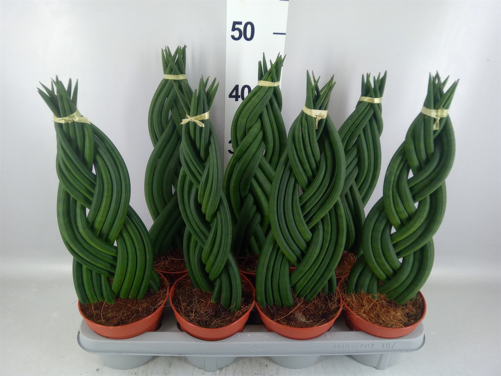 Sansev Cylindrica 14Ø 50cm