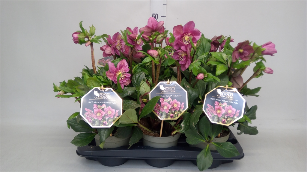 Hell Hgc Wb Fri Ruby 15Ø 40cm