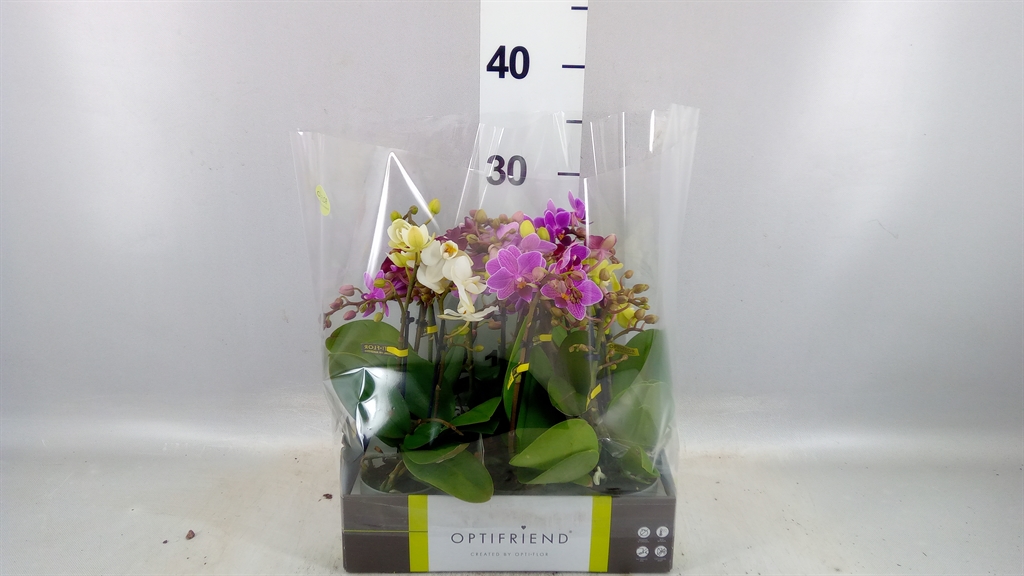 Phalaenopsis Multiflora Mix 7Ø 25cm 2st