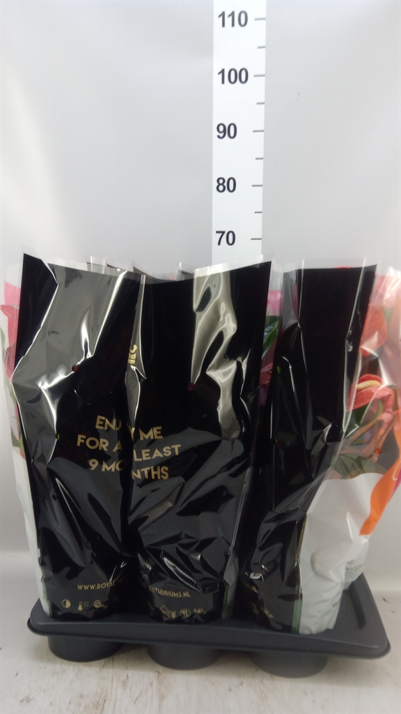 Anthurium Mix 17Ø 60cm