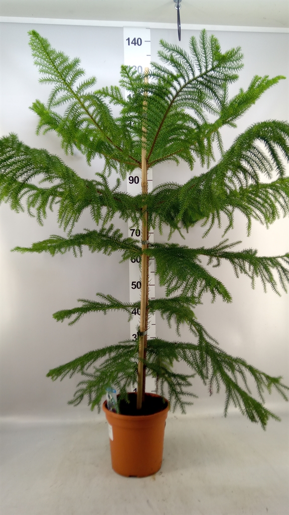 Arau Heterophyl 20Ø 130cm