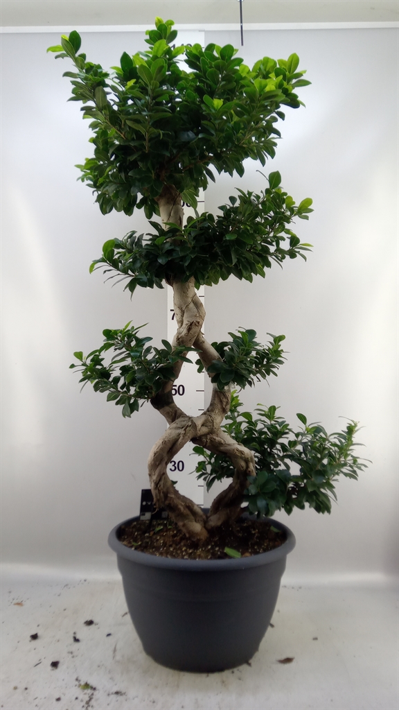 Fic Mi Ginseng 35Ø 115cm