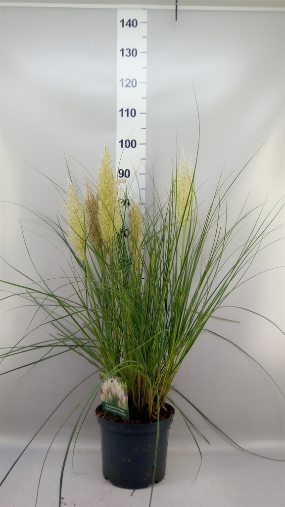 Cortaderia Tiny Pampa 23Ø 60cm