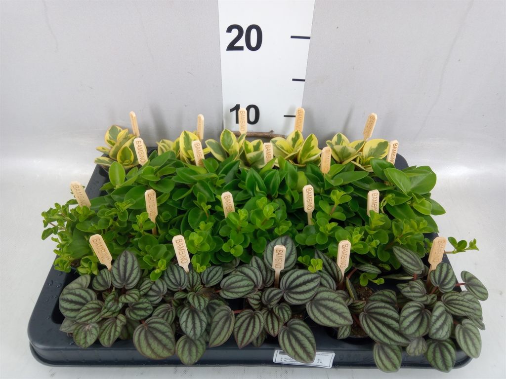 Peperomia Mix 5Ø 10cm
