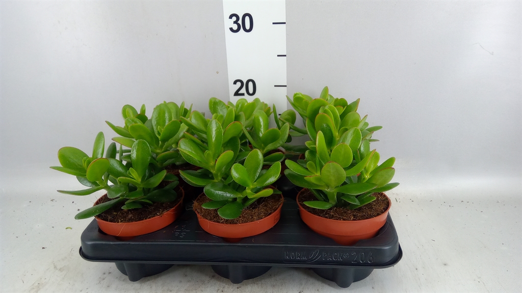 Crassula Magical Tree 12Ø 15cm