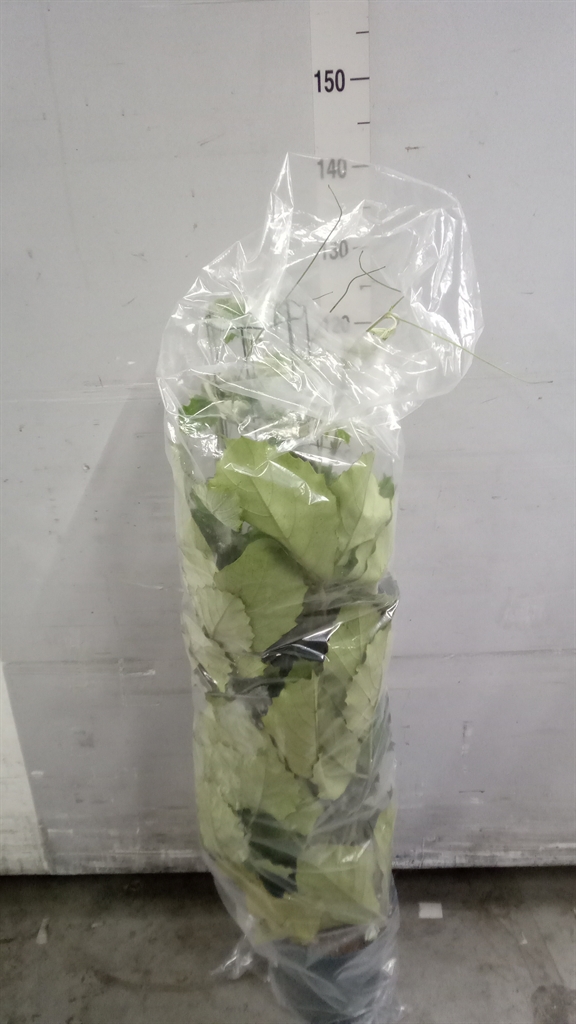 Tetrastigma Voinieri 24Ø 120cm