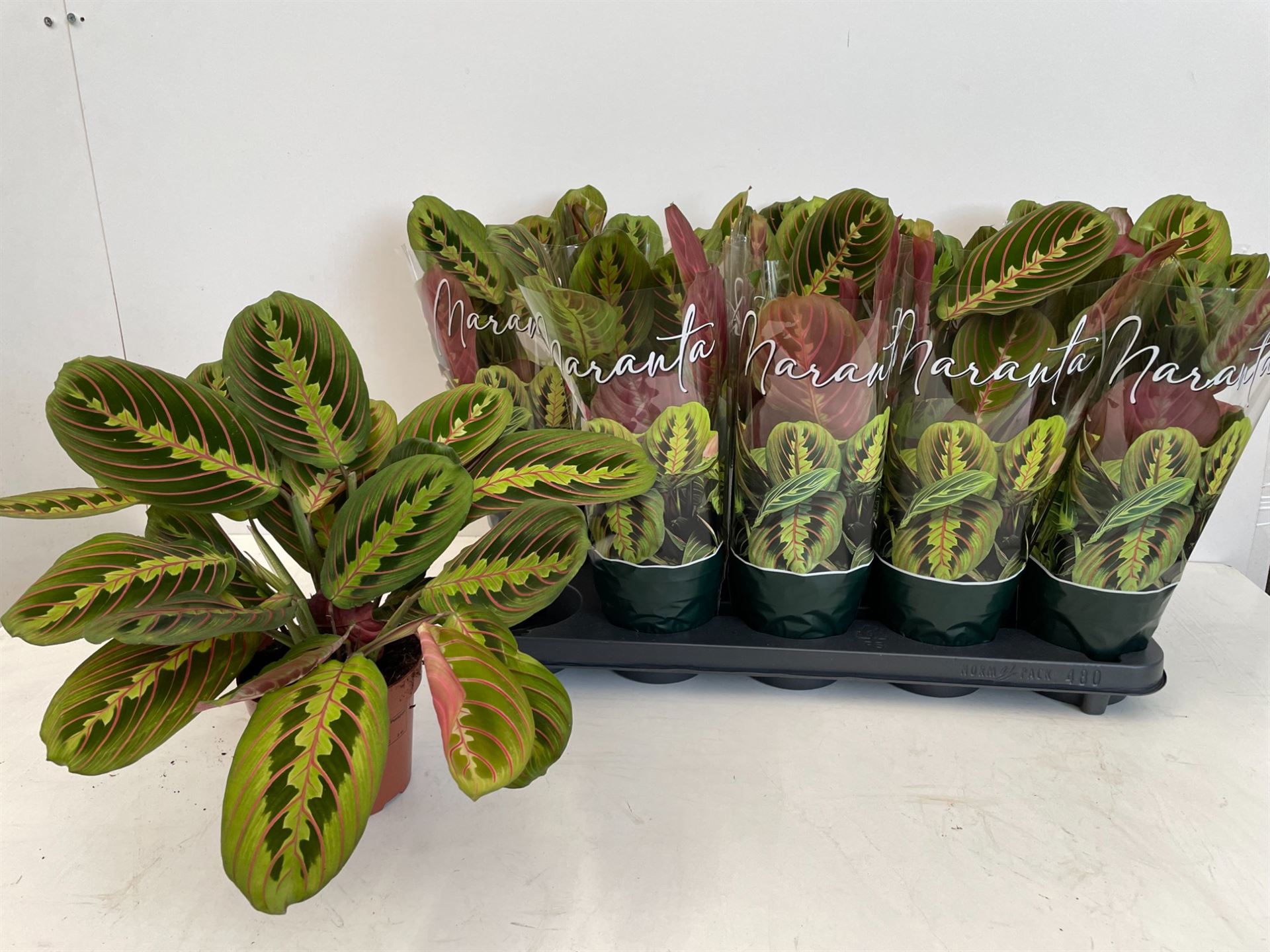 Maranta Fascinator 12Ø 35cm
