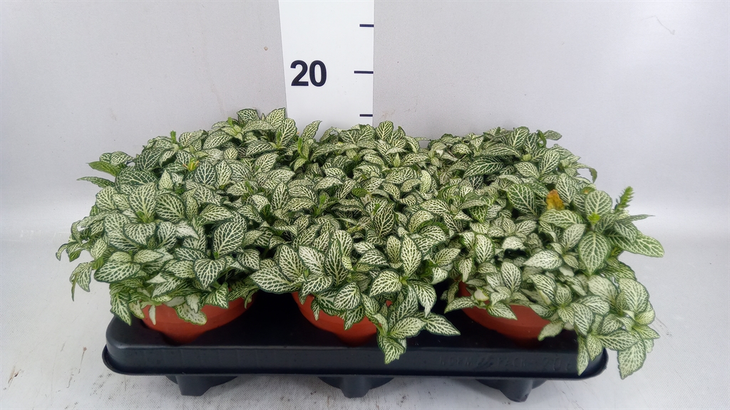 Fittonia Mosaic White Forest Flame 12Ø 20cm