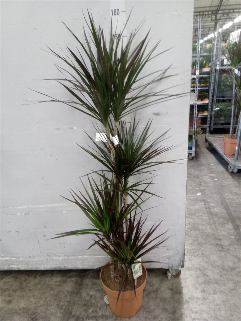Dracaena Magenta 27Ø 140cm