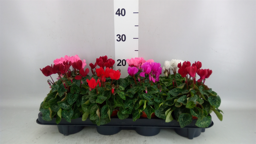 Cyclamen Super Serie Carino 10Ø 25cm