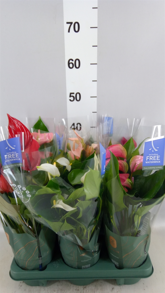 Anthu An Gemengd 12Ø 43cm