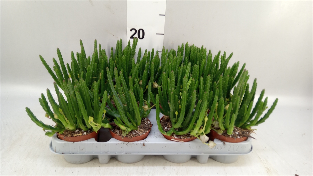 Succulenten Overig 508Ø