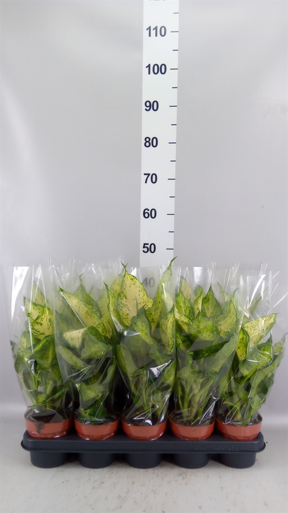 Dieffenbachia Amy 12Ø 30cm