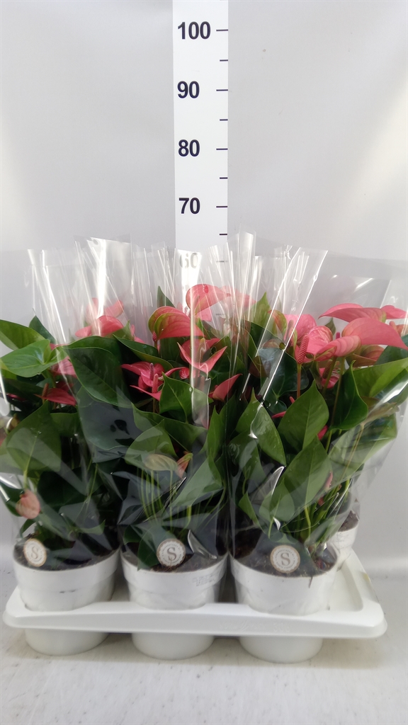 Anthu An Pink Champi 17Ø 60cm