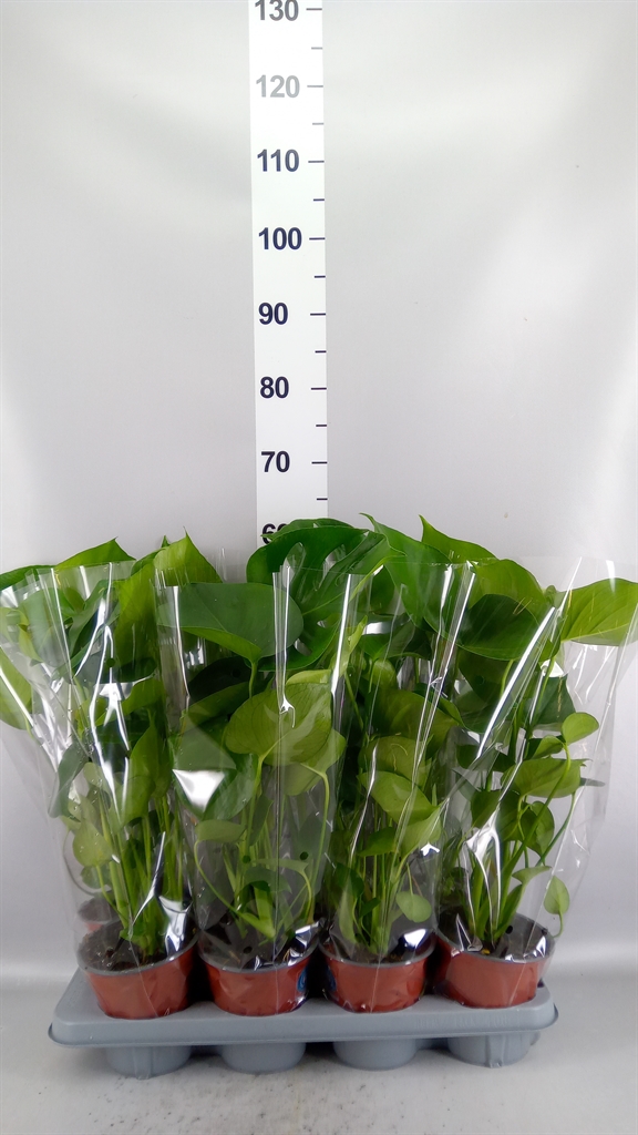 Monstera Deliciosa 14Ø 55cm