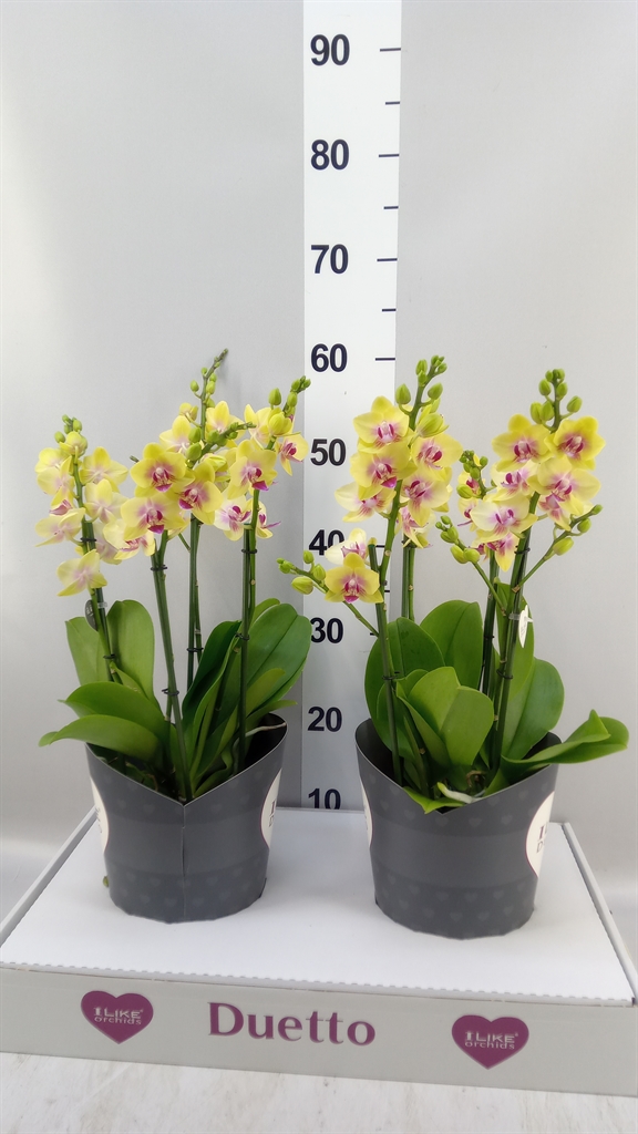 Phalaenopsis Multiflora Spunky 17Ø 50cm 3st