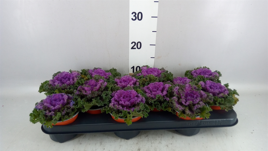 Brassica Oleracea 10Ø 24cm