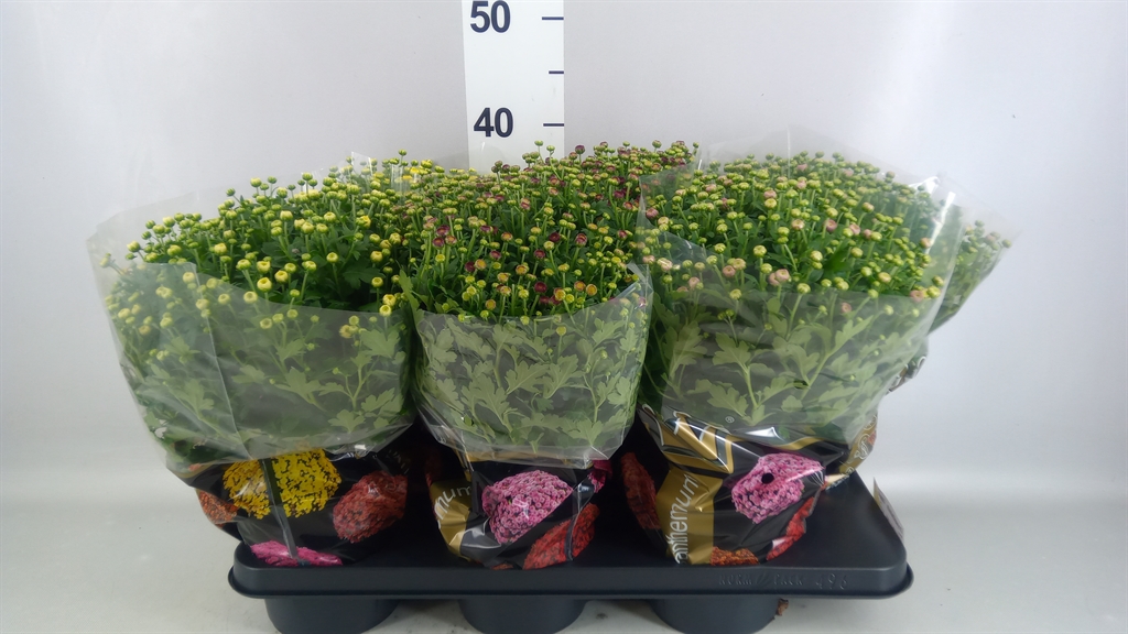 Chrysanthemum Jasoda Mix 15Ø 35cm
