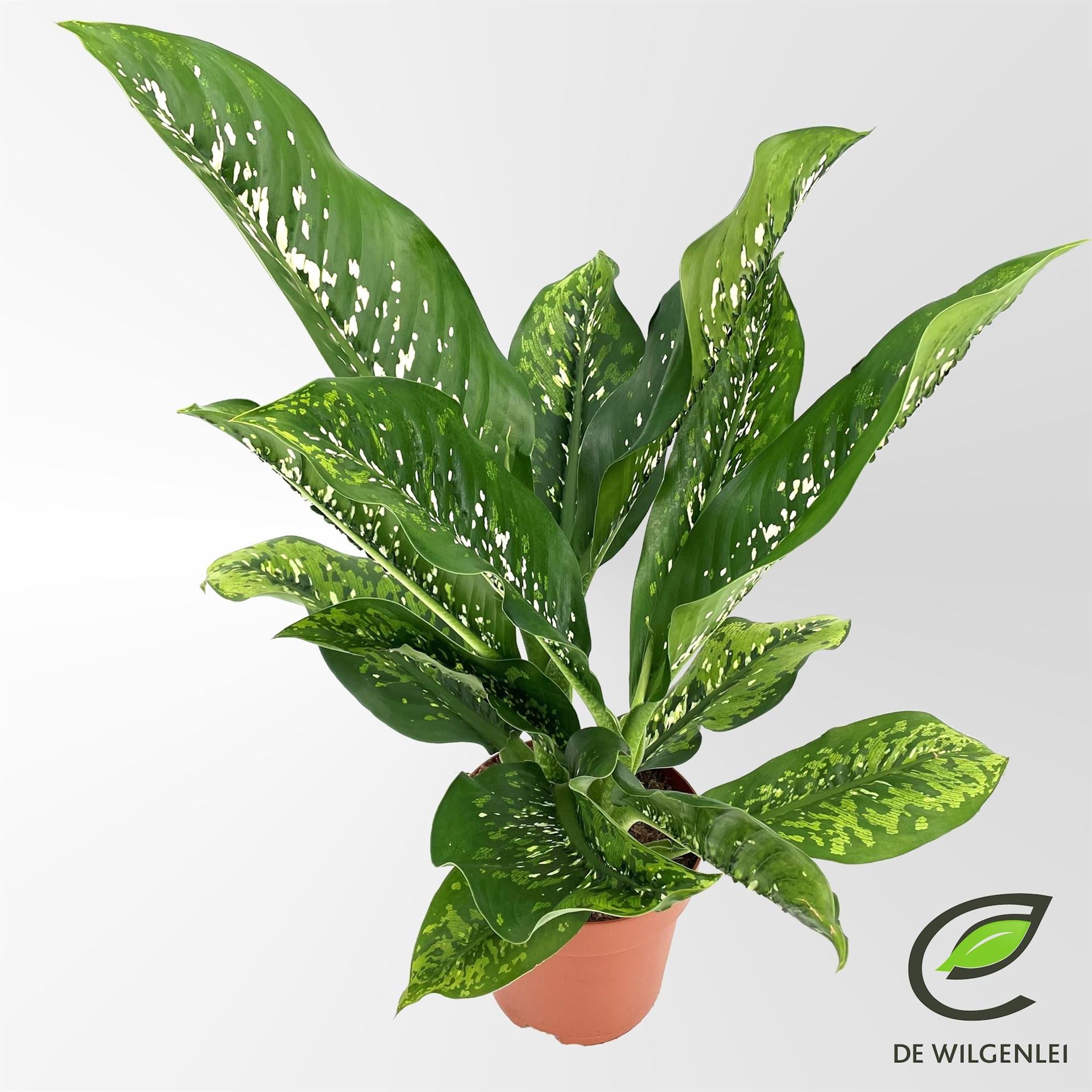Dieffenbachia Seguine Caiman 21Ø 80cm