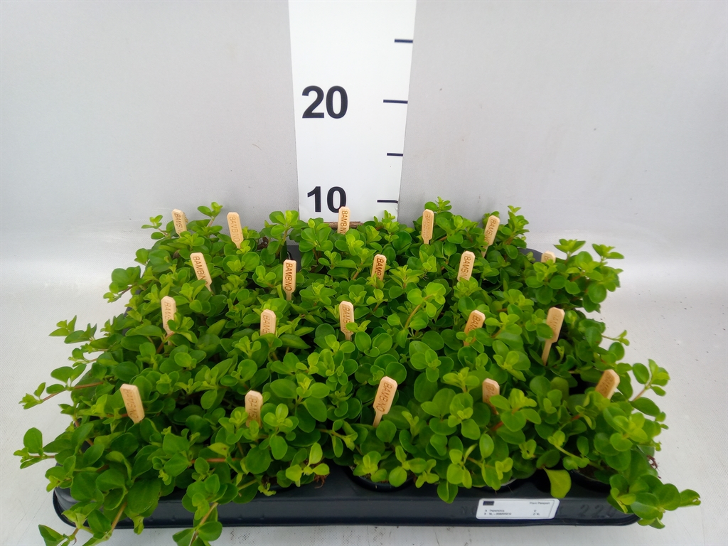 Peperomia Rotundifolia 5Ø 10cm