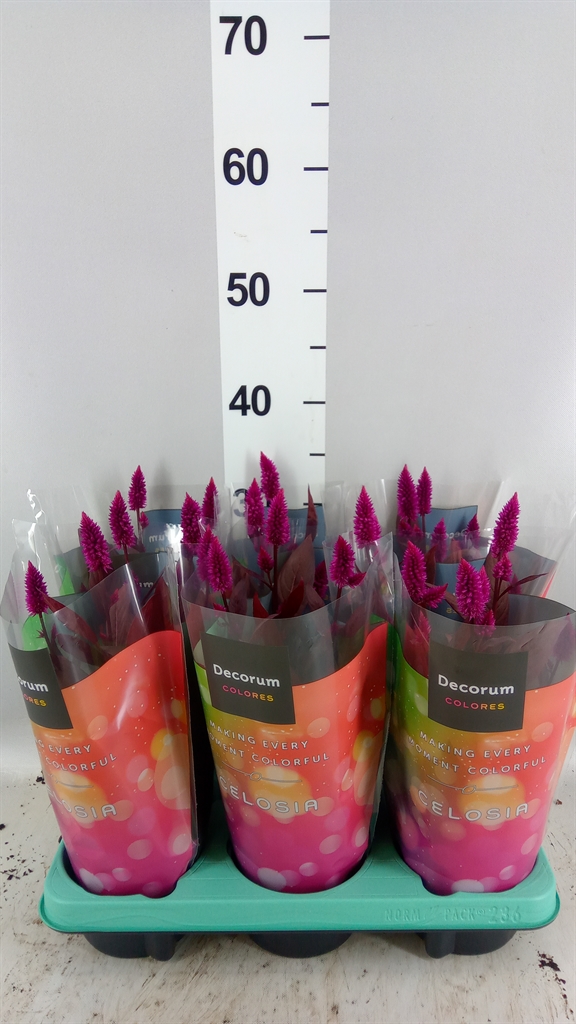 Celosia Mystic Shades 12Ø 35cm