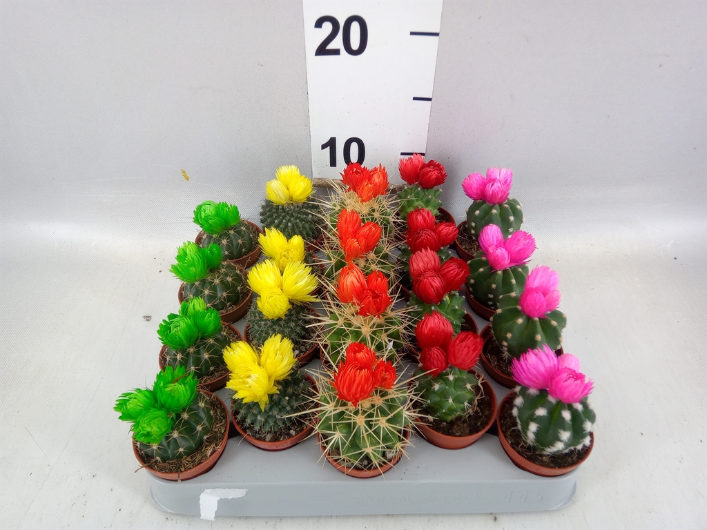 Cactus Decorated 5Ø 8cm