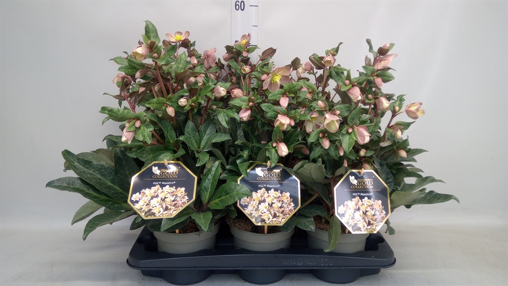 Helleborus Hgc Maestro 15Ø 25cm