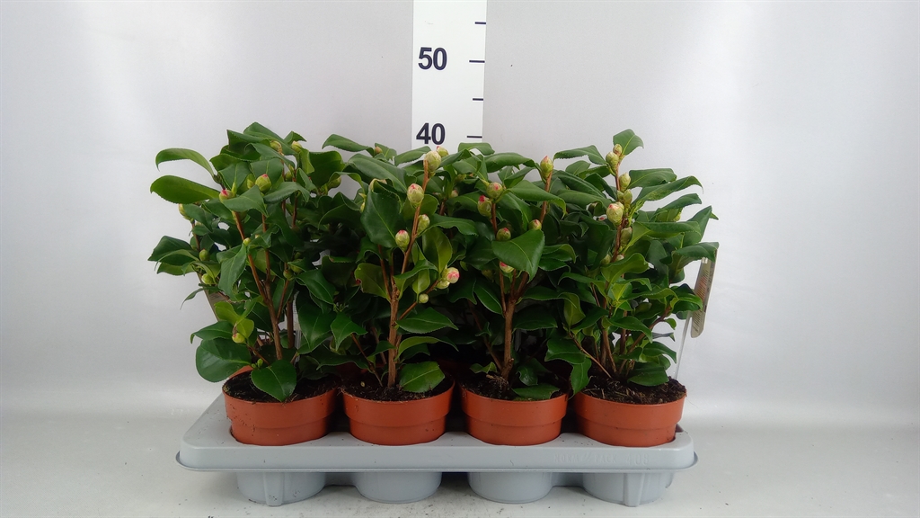 Camellia Japonica Dr King 13Ø 40cm