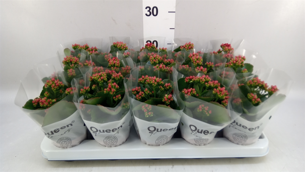 Kalanchoe Double Rubio Red 9Ø 17cm