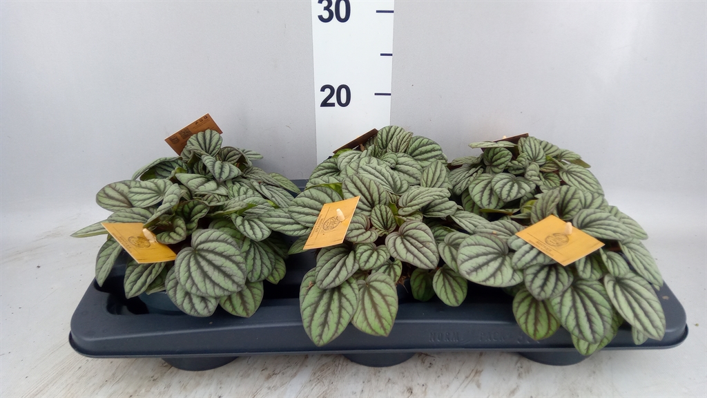 Peperomia Albovittata Mistique 12Ø 20cm