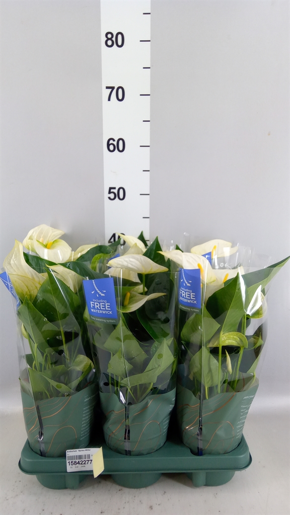 Anthurium Karma White 12Ø 40cm