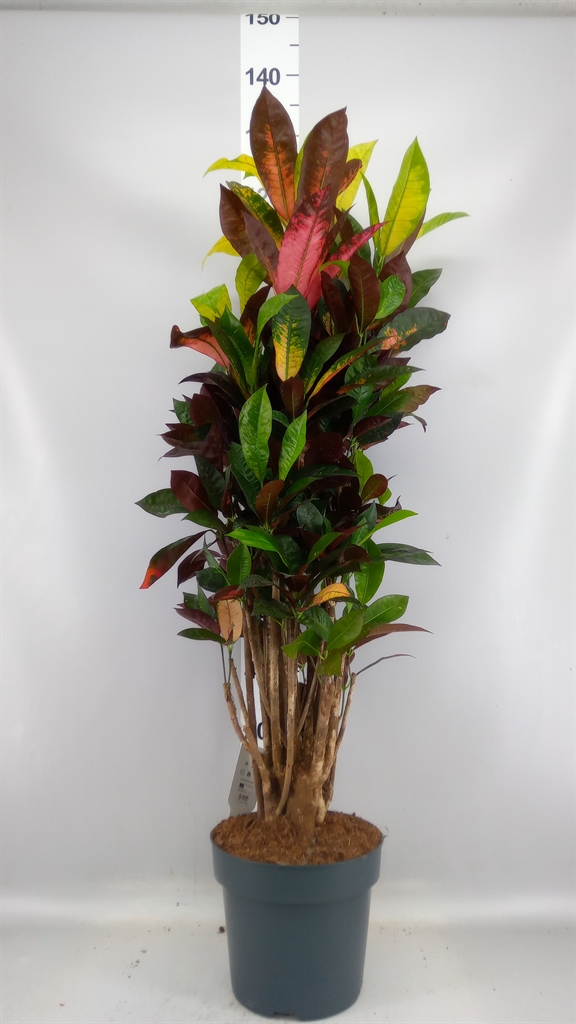 Codiaeum Small Leaf Mrs Iceton 24Ø 125cm
