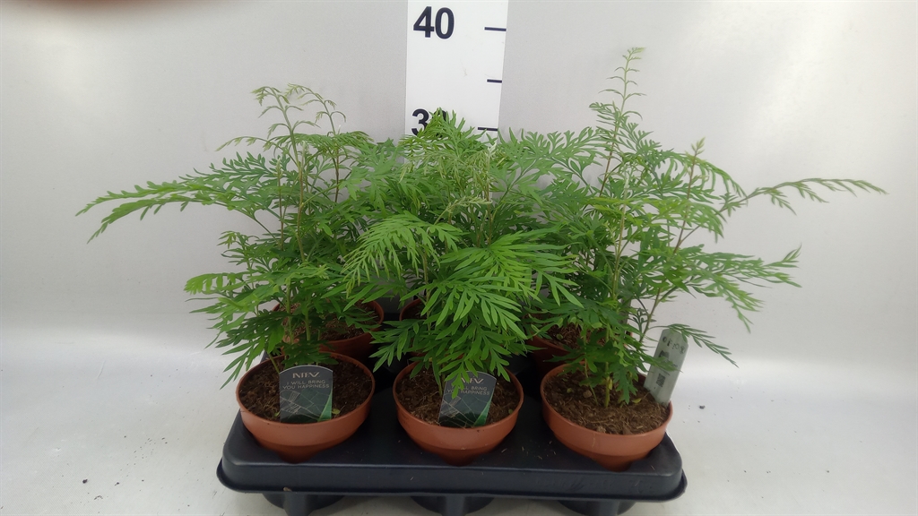 Grevillea Robusta 12Ø 35cm