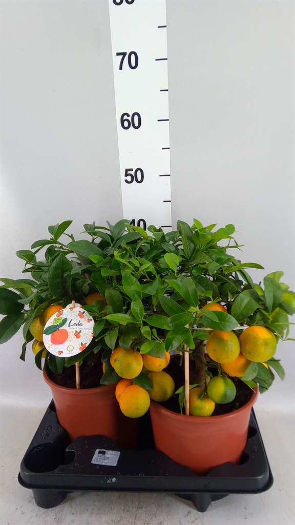 Citrus Limetta 19Ø 45cm