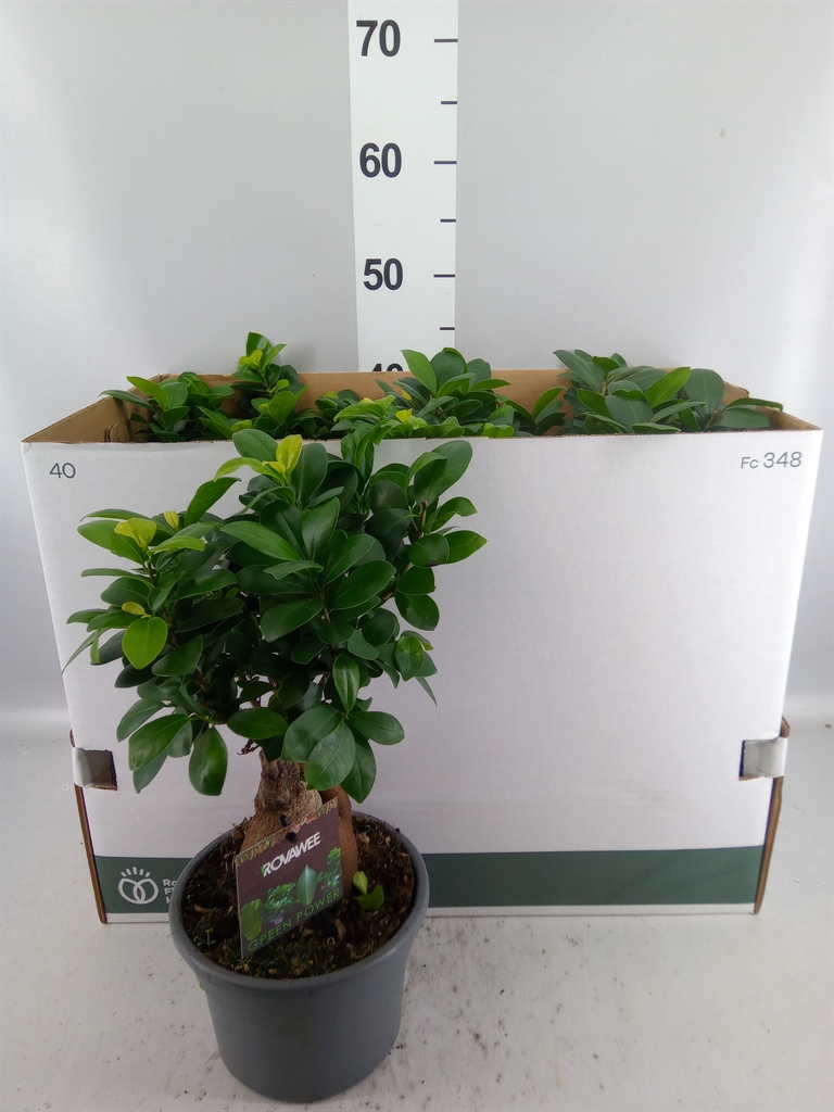 Ficus Microcarpa Ginseng 17Ø 40cm